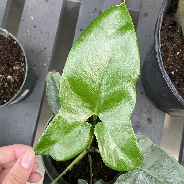 goeldii philodendron Buy Philodendron Goeldii 'Fun Bun' Plants