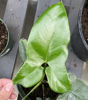 Philodendron Goeldii