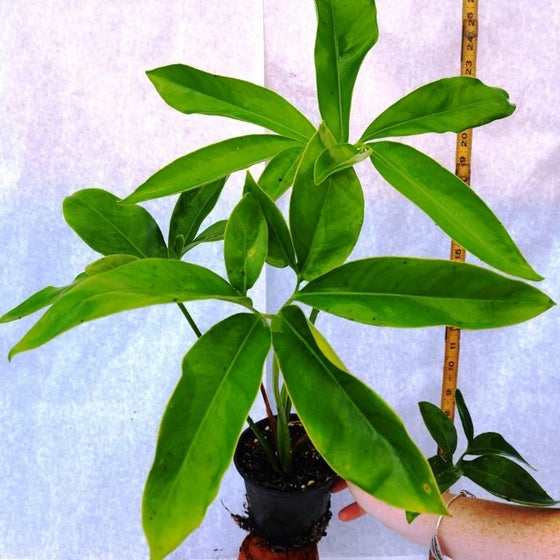 philodendron bipinnatifidum goeldii Philodendron Goeldii