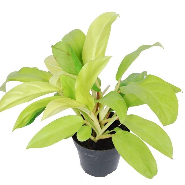 golden emerald philodendron Philodendron Golden Goddess