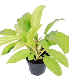 Philodendron Golden Goddess