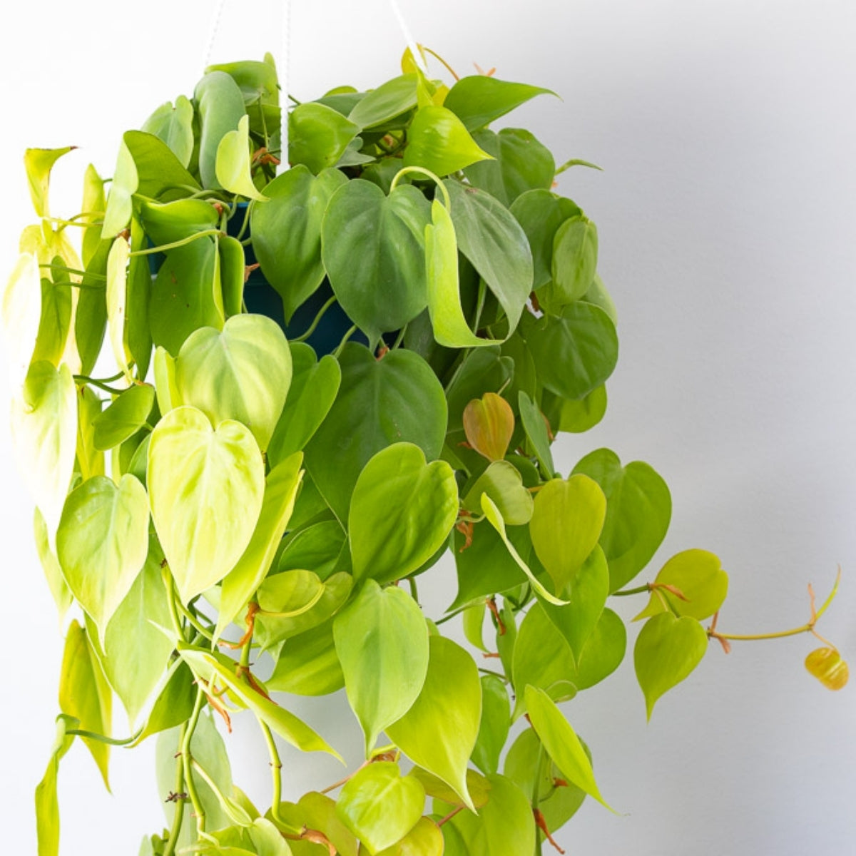 Philodendron Lemon Lime for Sale