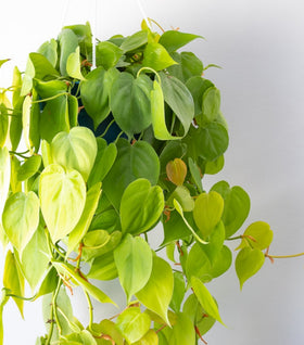 Philodendron hederaceum ‘Lemon Lime’