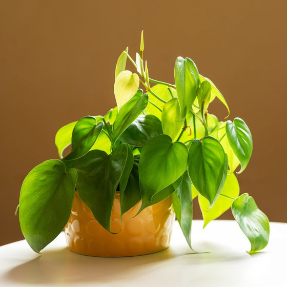lemon lime philodendron trailing Philodendron Lemon Lime for Sale