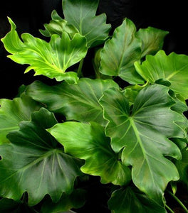Philodendron Hope
