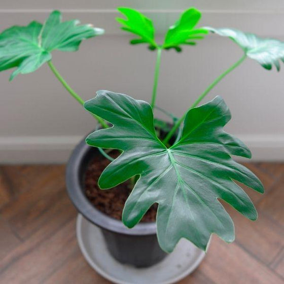 Philodendron selloum hope low light plant
