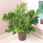 Philodendron Hope beautiful house plant