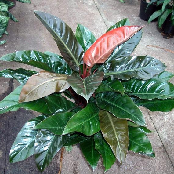 philodendron imperial red light Philodendron Imperial Red