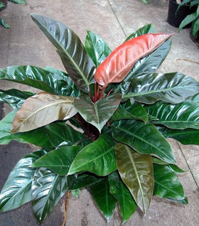 Philodendron Imperial Red