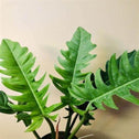 Philodendron Jungle Boogie Plant