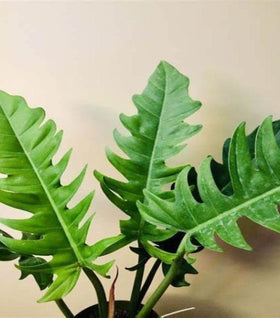 Philodendron Jungle Boogie