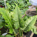 Tiger Tooth Philodendron Plant great for beginners