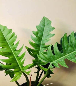 Philodendron Jungle Boogie