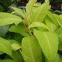 Philodendron Lemon Lime Philodendron is good for low light