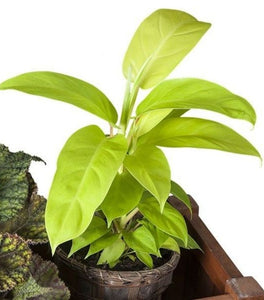 Philodendron Lemon Lime