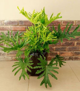 Philodendron Lickety Split