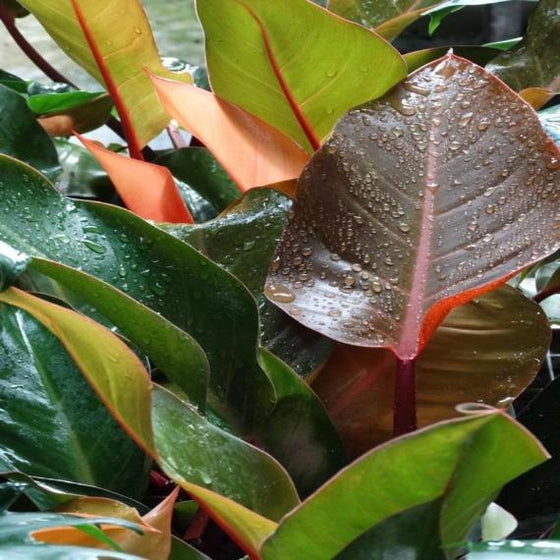 The beautiful colored foliage of the Philodendron Mccolley's Finale