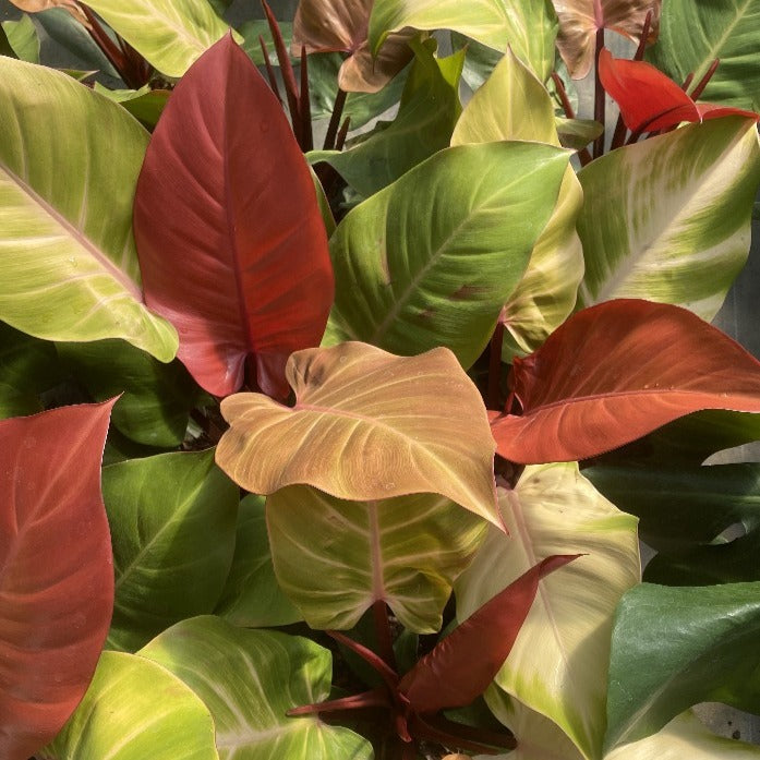 philodendron - mccolley's finale Philodendron McColley's Finale