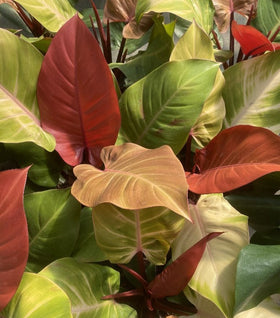 Philodendron McColley's Finale