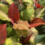 red and orange leaves on the mccolleys finale philodendron