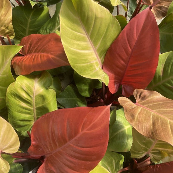 red and orange leaves on the mccolleys finale philodendron