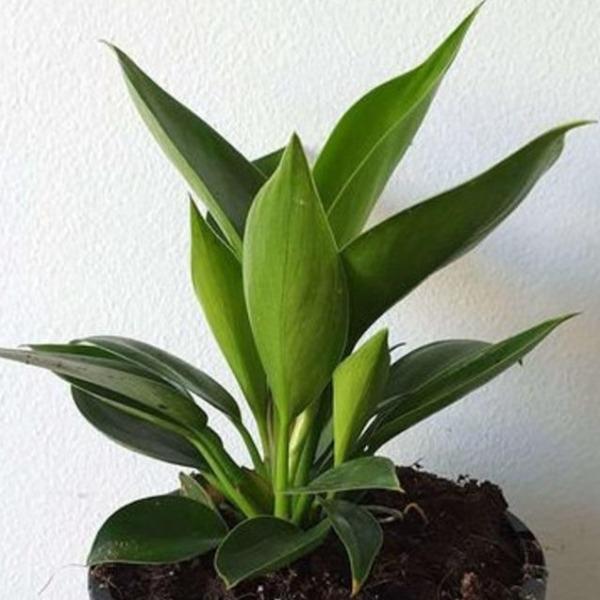 philodendron mia full grown Philodendron Mia