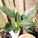 Philodendron Mia has dark green foliage great for low light