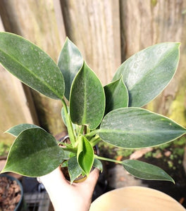 eva philodendron Buy Philodendron Eva Online