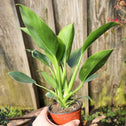 Philodendron Mia is a great office houseplant