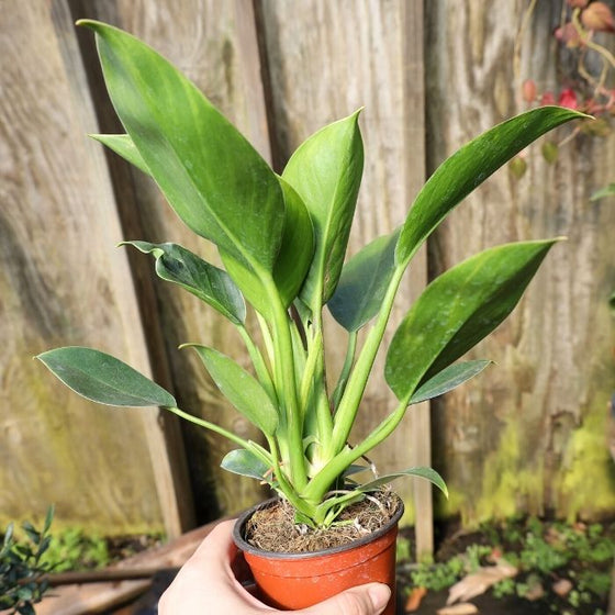 Philodendron Mia is a great office houseplant