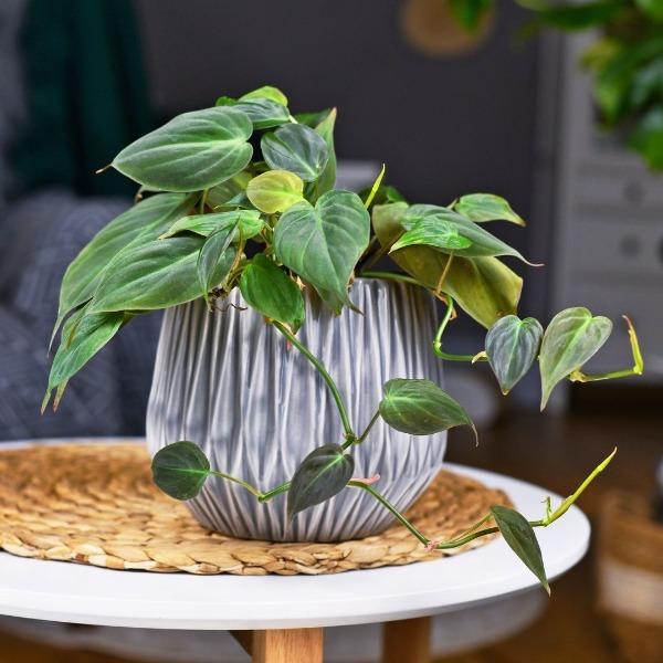 Philodendron Micans