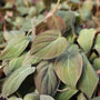 close up on the reddish green velvety leaves of the philodendron micans plant