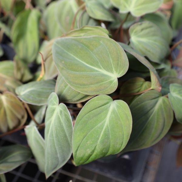 mature philodendron micans Philodendron Micans for Sale | Low Light Plants