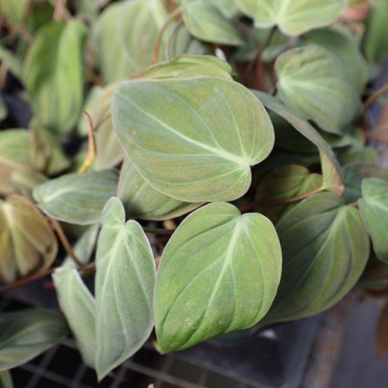 close up on the velvety leaves of the philodendron micans plant