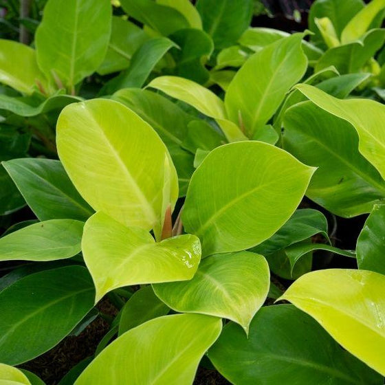 philodendron moonlight has bright lime green glossy leaves
