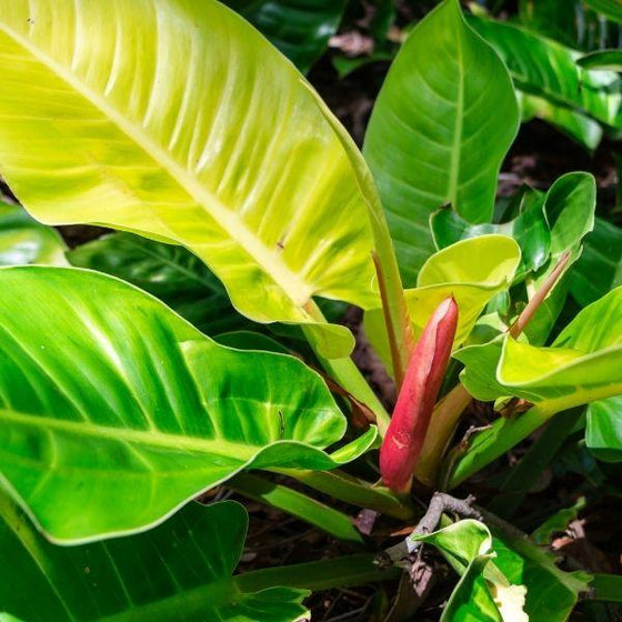 close up of the glossy leaves of the philodendron moonlight
