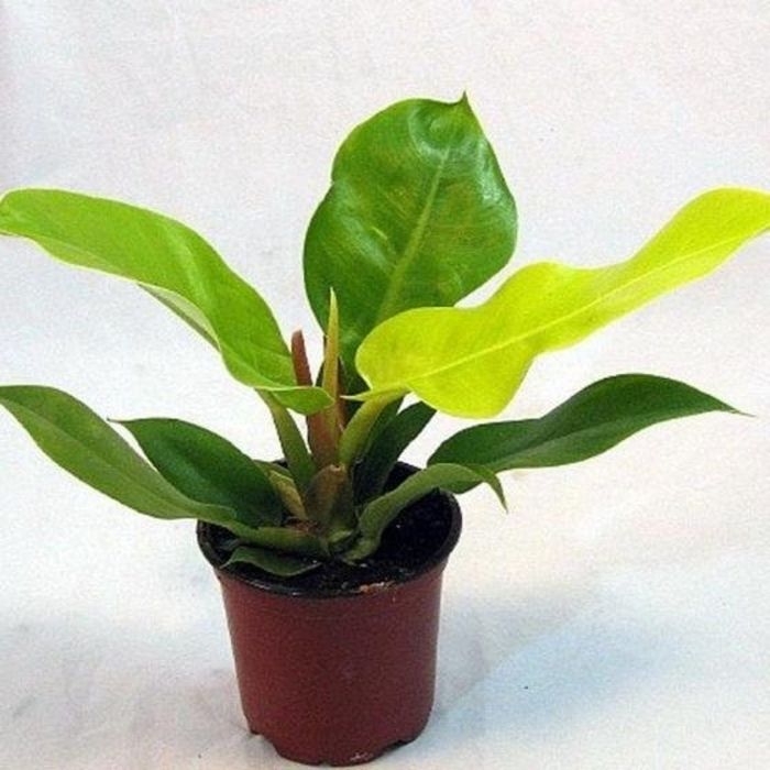 philodendron midnight American Plant Exchange Philodendron Moonlight Live Plant, 6" Pot, Bright Indoor Air Purifier