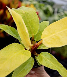 Philodendron Moonlight