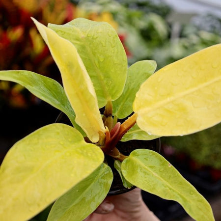 moonlight philodendron care American Plant Exchange Philodendron Moonlight Live Plant, 6" Pot, Bright Indoor Air Purifier