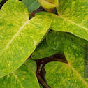 a close up on the leaves of the painted lady philodendron with green and yellow