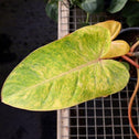 close look at the pink and green variegated foliage on painted lady philodendron