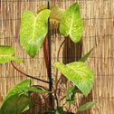 painted lady philodendron sold online looks like the leaves were painted on