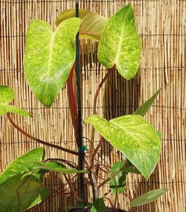 Philodendron Painted Lady