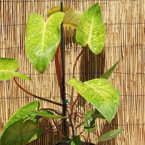 philodendron painted lady australia Buy Philodendron Painted Lady Online