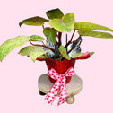 philodendron painted lady in decorative wrapping for valentines day