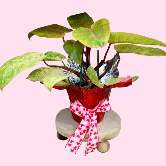 philodendron painted lady in decorative wrapping for valentines day