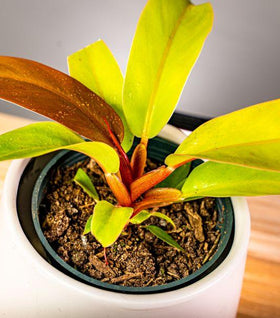 Philodendron Prince of Orange