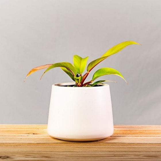 beautiful Philodendron Prince of Orange in white pot