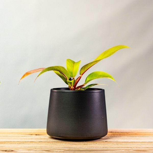 Philodendron Prince of Orange Plants for Sale