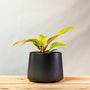 Philodendron Prince of Orange Plants in matte black pot